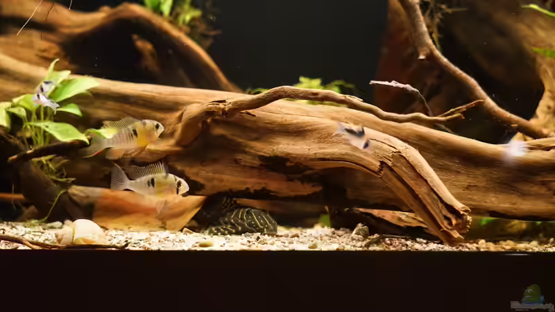 Bolivianer, Panzerwelse und L204 von Jonas B. (65)