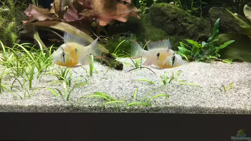 Bolivianer  von Sascha H. (18)