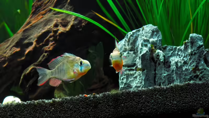 Bolivianer 2 von bluezone (7)