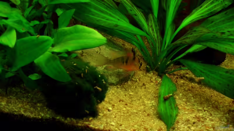 Bolivianer am 23.07.11 von ~Marco~ (55)