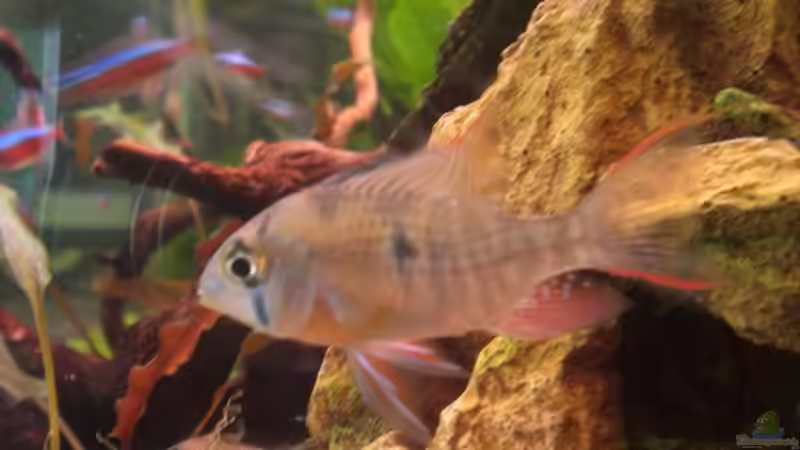 Bolivianer leider ohne Wibchen von smapo (3)