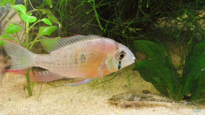 Bolivianer mit Foerschi von WSS (31)