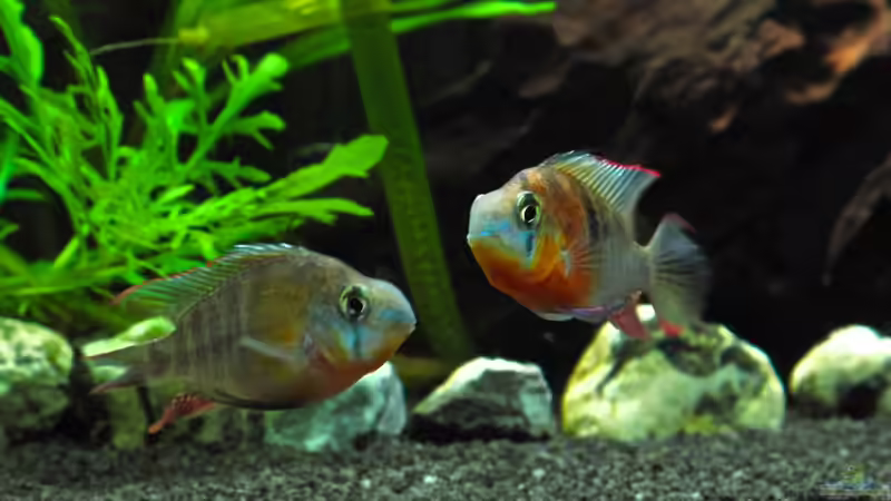 Bolivianer von bluezone (6)