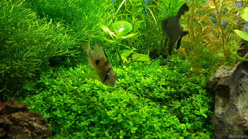 Bolivianer von Sebastian Hartmann (119)