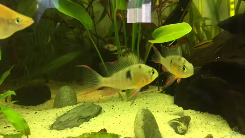 Bolivianische Schmetterlinge von Embasch (20)