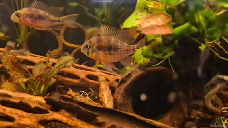 Bolivianische Schmetterlingsbuntbarsche. von Ralleplus FARA (4)