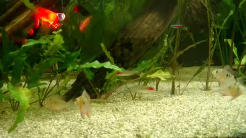 Bolivianische Schmetterlingsbuntbarsche beim Revierkampf von Crenii (4)