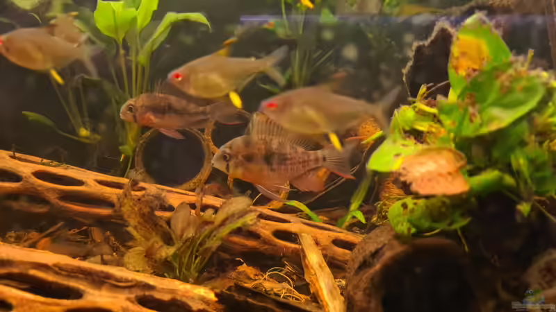 Bolivianische Schmetterlingsbuntbarsche und Zitronensalmler. von Ralleplus FARA (5)