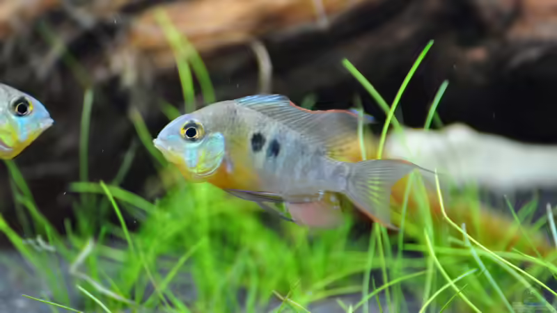 Bolivianischer Buntbarsch von Barschi1 (2)