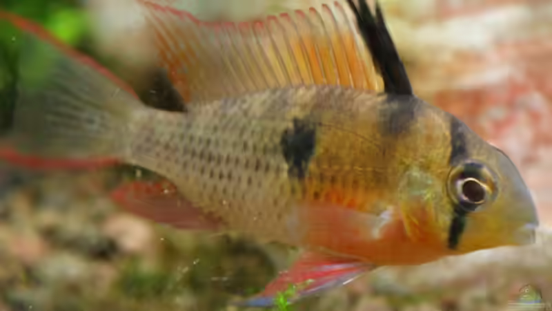 Bolivianischer SBB von lod (30)