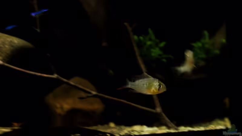 Bolivianischer Schmetterlingbuntbarsch von Thomas S-H (11)