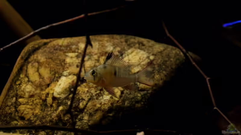 Bolivianischer Schmetterlingbuntbarsch von Thomas S-H (6)