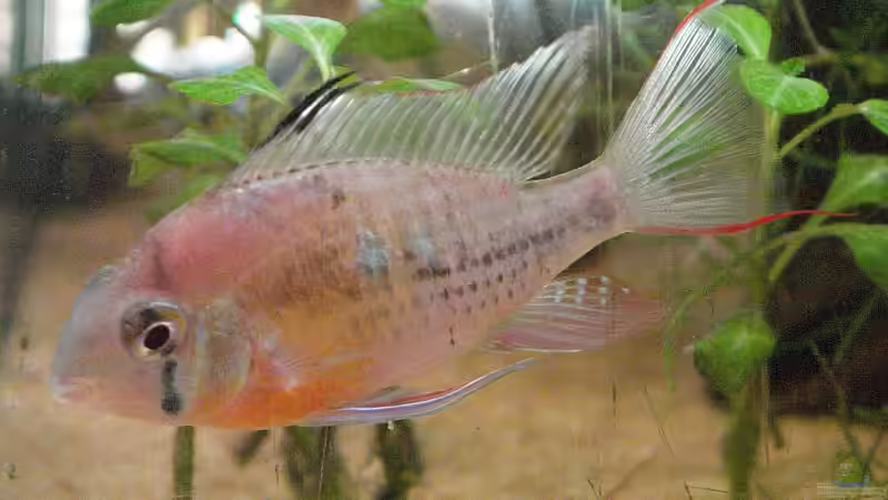 Bolivianischer Schmetterlings Buntbarsch von WSS (32)