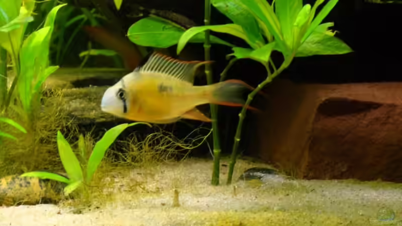 Bolivianischer Schmetterlingsbarsch von bernie-124 (13)