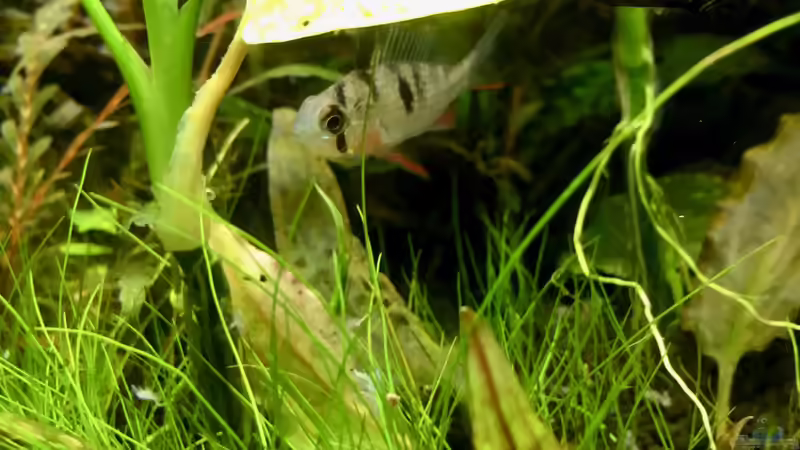 Einrichtungsbeispiele für die Haltung von Mikrogeophagus altispinosus (Bolivianischer Schmetterlingsbuntbarsch) im Aquarium