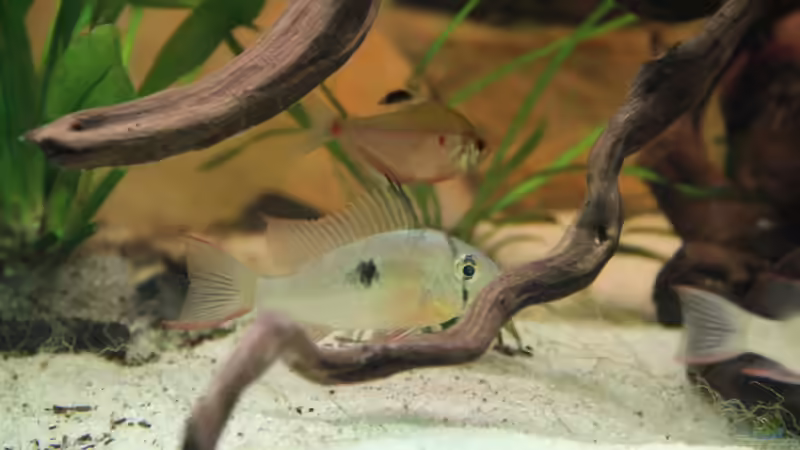 bolivianischer Schmetterlingsbuntbarsch =) von Diskusfreak26 (12)