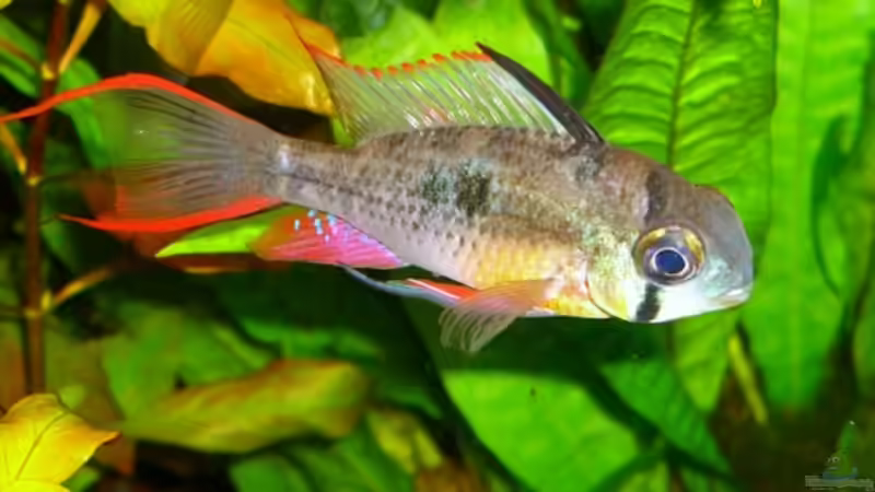 Bolivianischer Schmetterlingsbuntbarsch, mein Bock von Schattenherz (12)