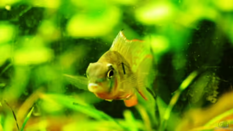 Bolivianischer Schmetterlingsbuntbarsch [mein Liebling ;-) ] von Launebär (9)