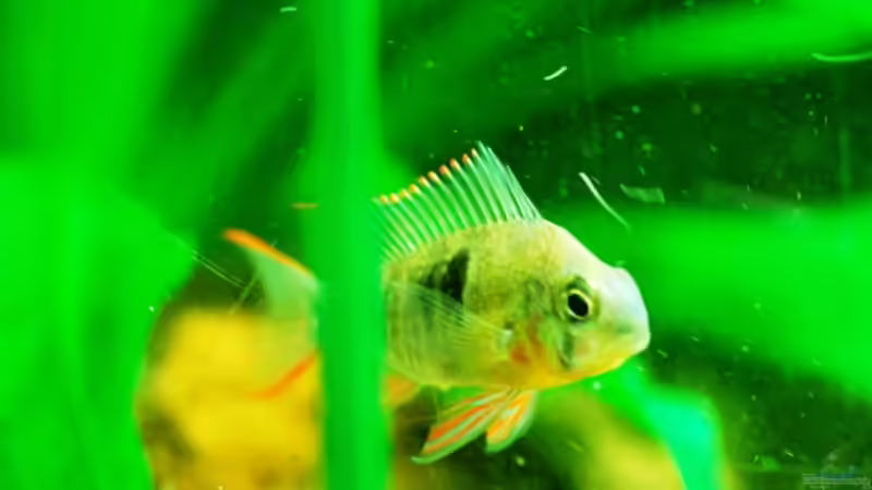 Bolivianischer Schmetterlingsbuntbarsch  von Launebär (10)