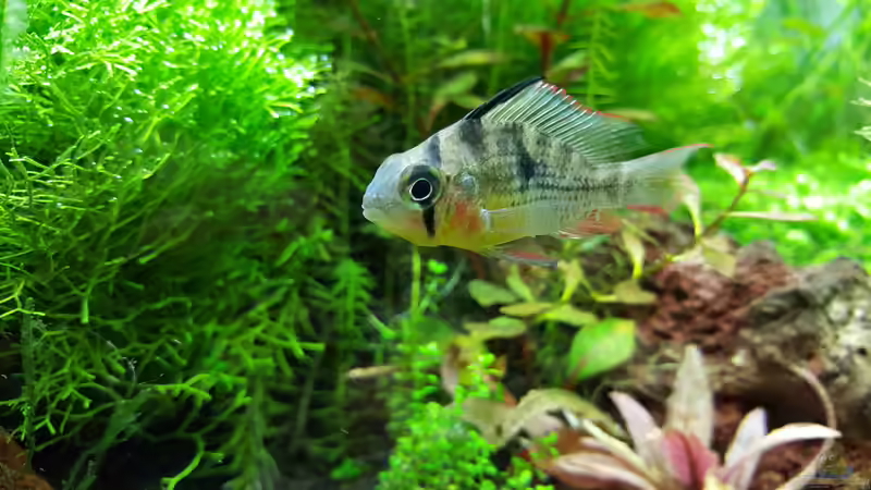 Bolivianischer Schmetterlingsbuntbarsch  von Sebastian Hartmann (120)