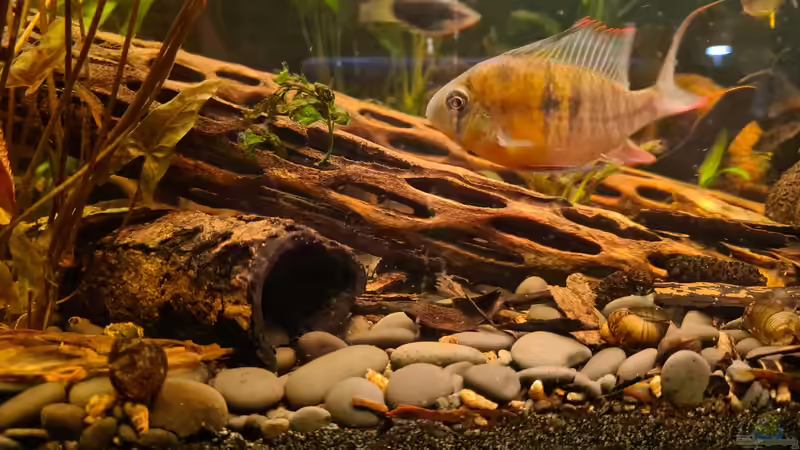 Einrichtungsbeispiele für die Haltung von Mikrogeophagus altispinosus (Bolivianischer Schmetterlingsbuntbarsch) im Aquarium