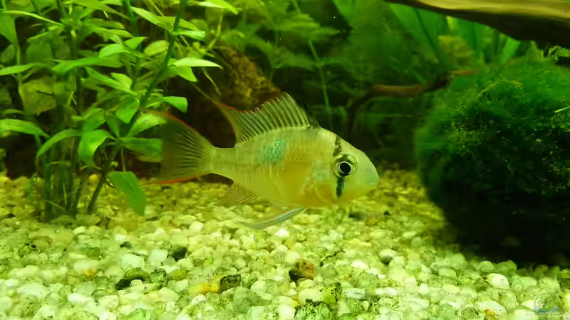 Bolivianischer Schmetterlingsbuntbarsch 1 von Jan Marc (11)