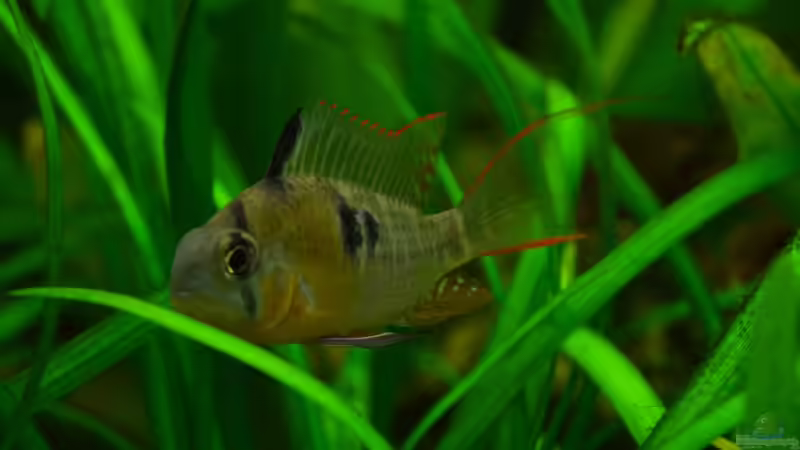Einrichtungsbeispiele für die Haltung von Mikrogeophagus altispinosus (Bolivianischer Schmetterlingsbuntbarsch) im Aquarium