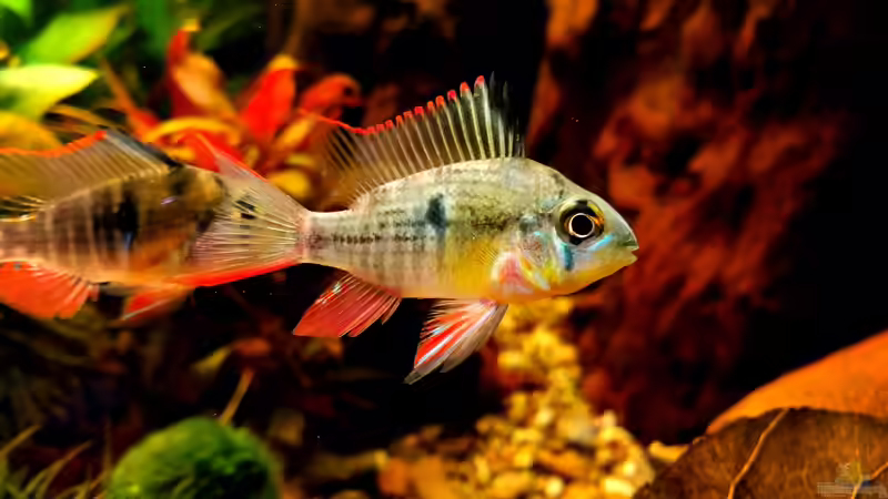 Bolivianischer Schmetterlingsbuntbarsch mänl. von Manu Trauti (2)