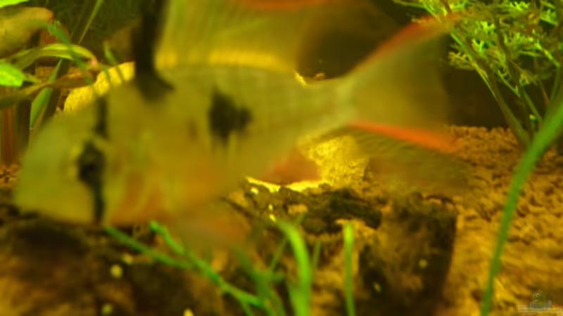 Bolivianischer Schmetterlingsbuntbarsch (Mikrogeophagus altispinosus) von McCena (16)