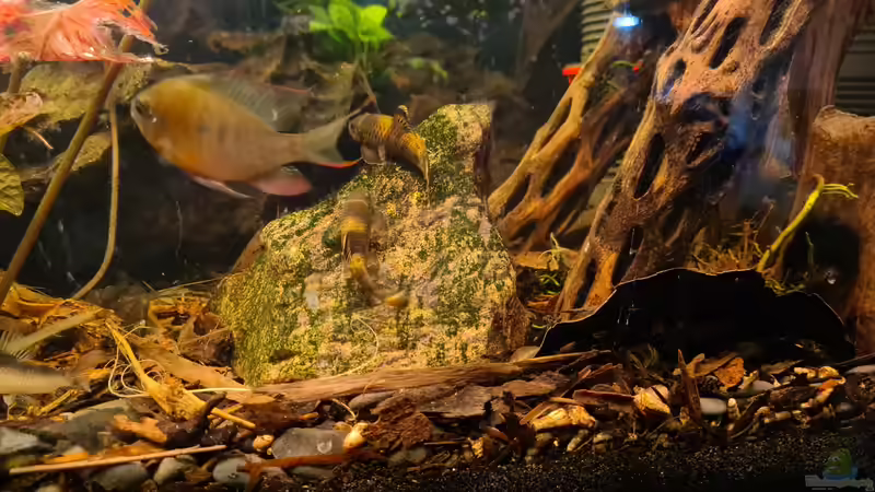 Bolivianischer Schmetterlingsbuntbarsch und Garra flavatra.  von Ralleplus FARA (6)