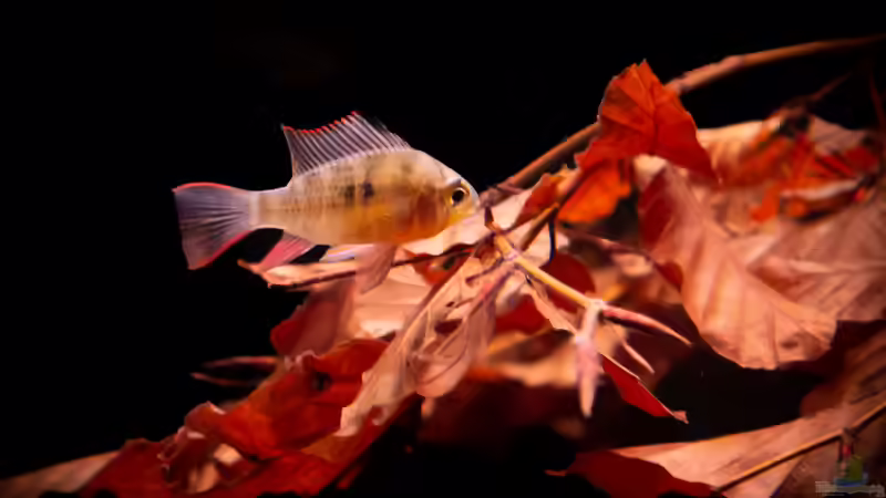 Bolivianischer Schmetterlingsbuntbarsch von DiskusMummy (35)