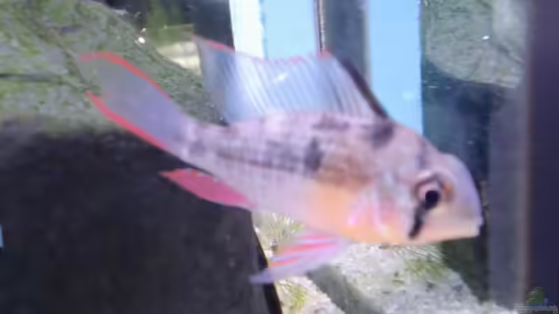 Bolivianischer Schmetterlingsbuntbarsch von schecki (15)