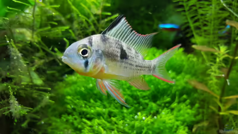 Bolivianischer Schmetterlingsbuntbarsch von Sebastian Hartmann (121)