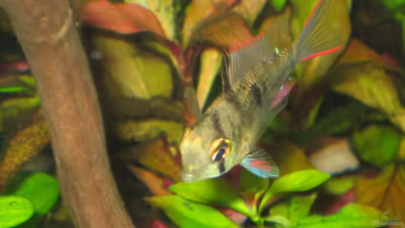 Bolivianischer Schmetterlingsbuntbarsch von Thomas Schadock (6)