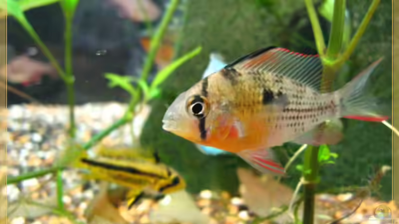 Bolivianischer Schmetterlingsbuntbarsch von tomtirol (11)