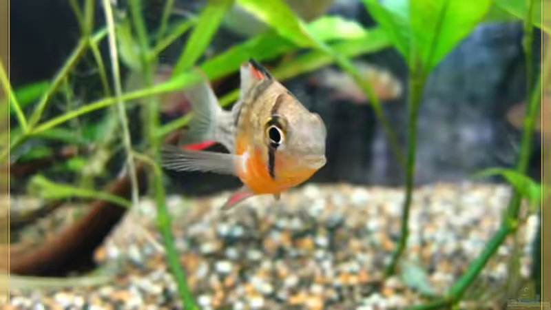 Bolivianischer Schmetterlingsbuntbarsch von tomtirol (8)