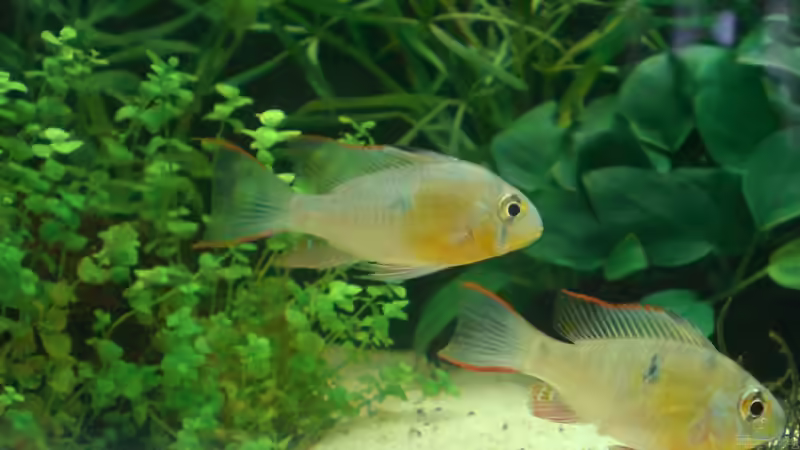 Bolivianischer Schmetterlingsbuntbarsch (w/m) von Michael Ahlborn (6)