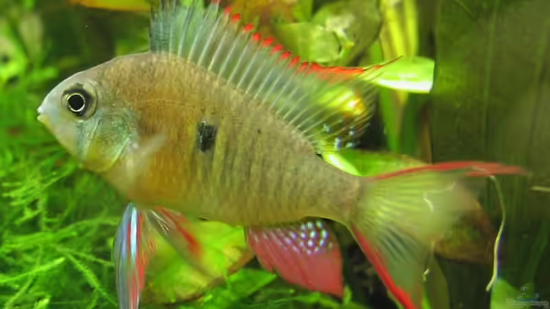 Einrichtungsbeispiele für die Haltung von Mikrogeophagus altispinosus (Bolivianischer Schmetterlingsbuntbarsch) im Aquarium