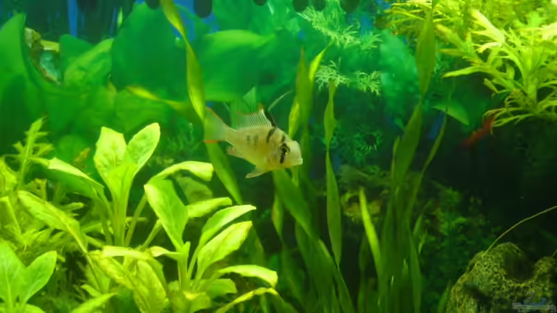 Einrichtungsbeispiele für die Haltung von Mikrogeophagus altispinosus (Bolivianischer Schmetterlingsbuntbarsch) im Aquarium