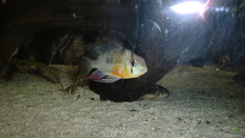 Bolivianischer Schmetterlingsbuntbarsch(Mikrogeophagus altispinosus) von Zugbremser72 (11)