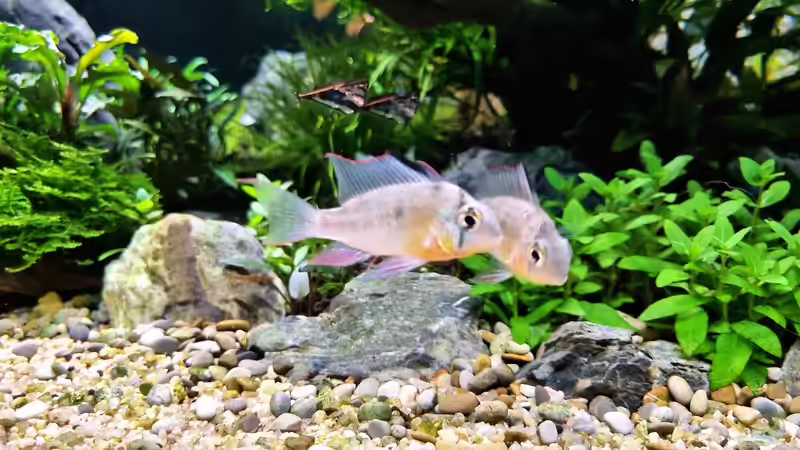 Bolivianischer Zwergbuntbarsch  von Comander (42)