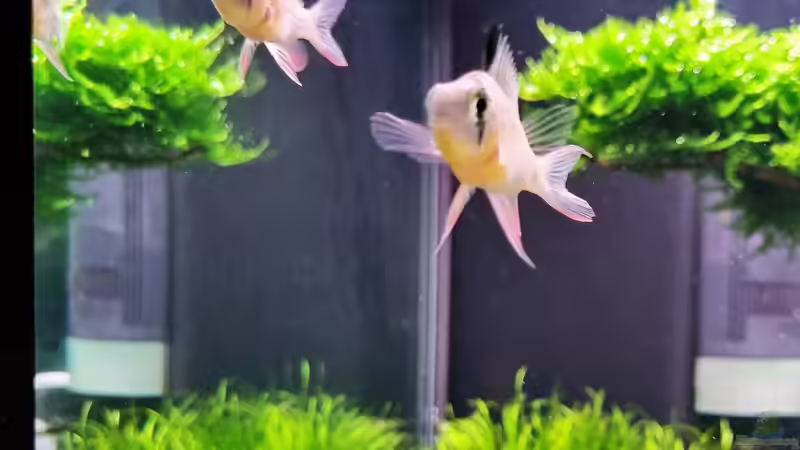 Bolivianischer Zwergbuntbarsch von Comander (38)