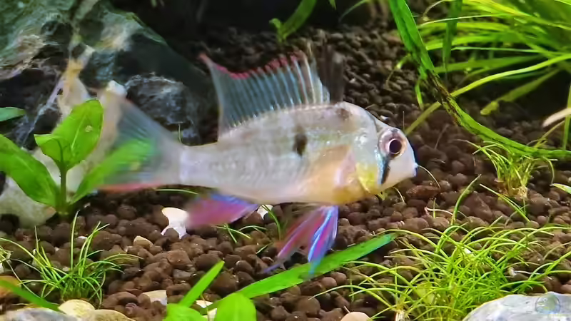 Bolivianischer Zwergbuntbarsch von Comander (50)