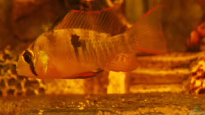 Bolivianisches Schmetterlingsbuntbarsch Weibchen mit Laich von Julia (4)