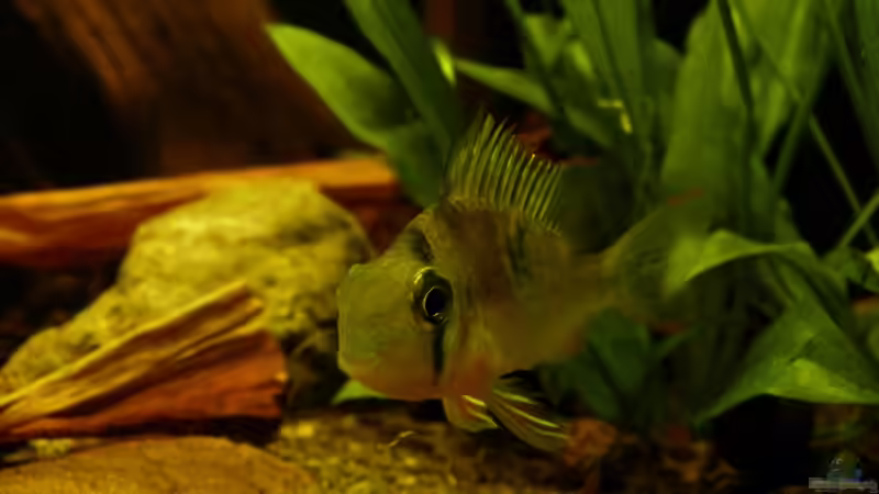 Bolivianscher Schmetterlingsbuntbarsch 01.07.13 von ~Marco~ (42)