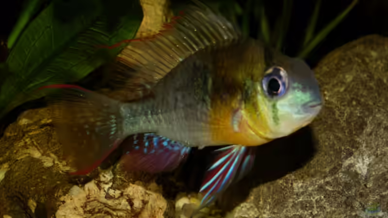 Bolivianscher Schmetterlingsbuntbarsch 20.08.13 von ~Marco~ (38)