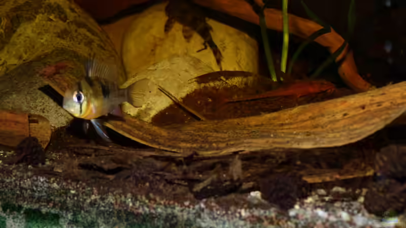 Bolivianscher Schmetterlingsbuntbarsch Weibchen 20.08.13 von ~Marco~ (39)