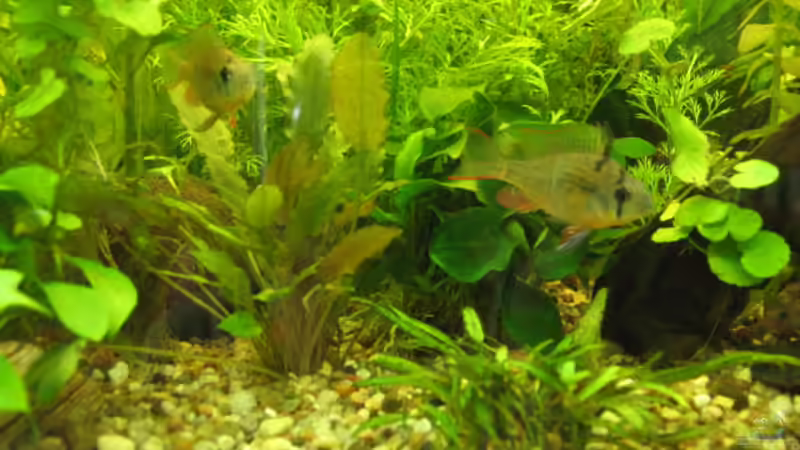 Bolivischer Schmetterlingbuntbarsch m/w von Ulrike Laarouchi (15)