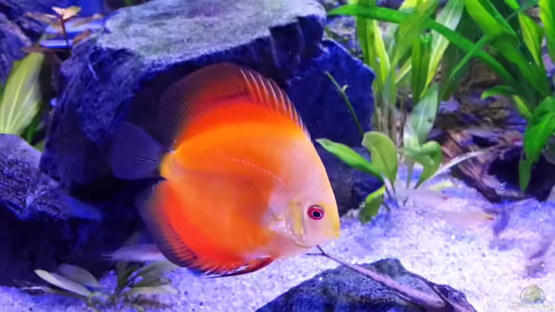 Bonnie von Sonja N. (15)