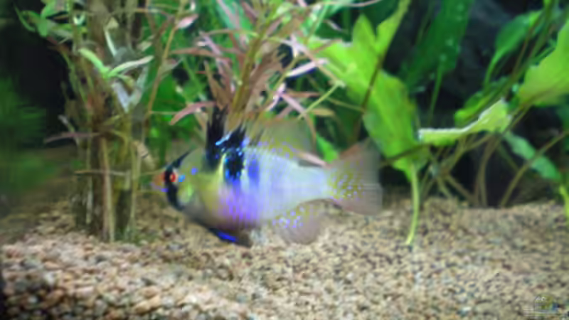 Bonnie von Thomas Ahrens (18)